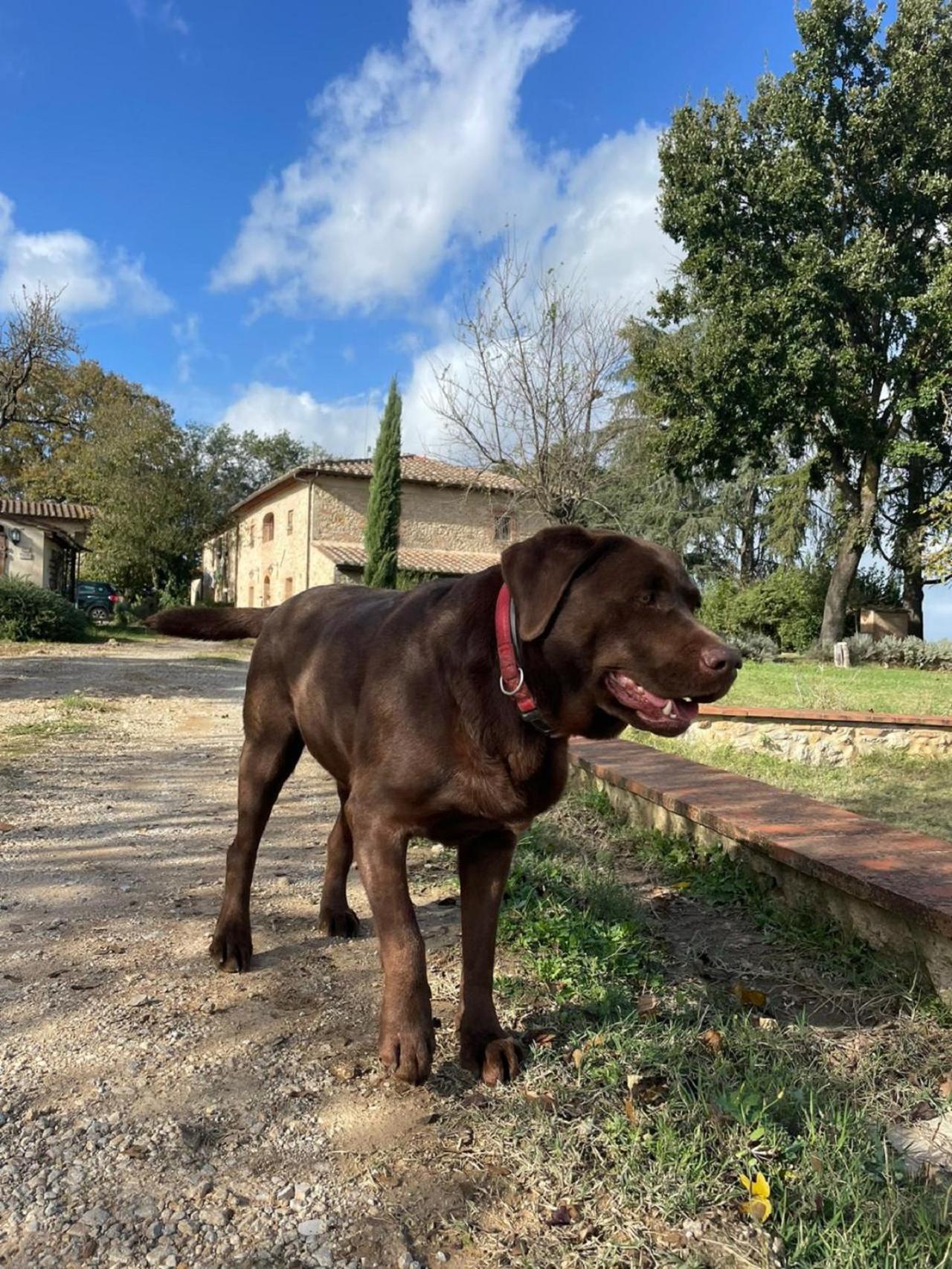 Agriturismo La Segolina Colle Val D'Elsa Kültér fotó