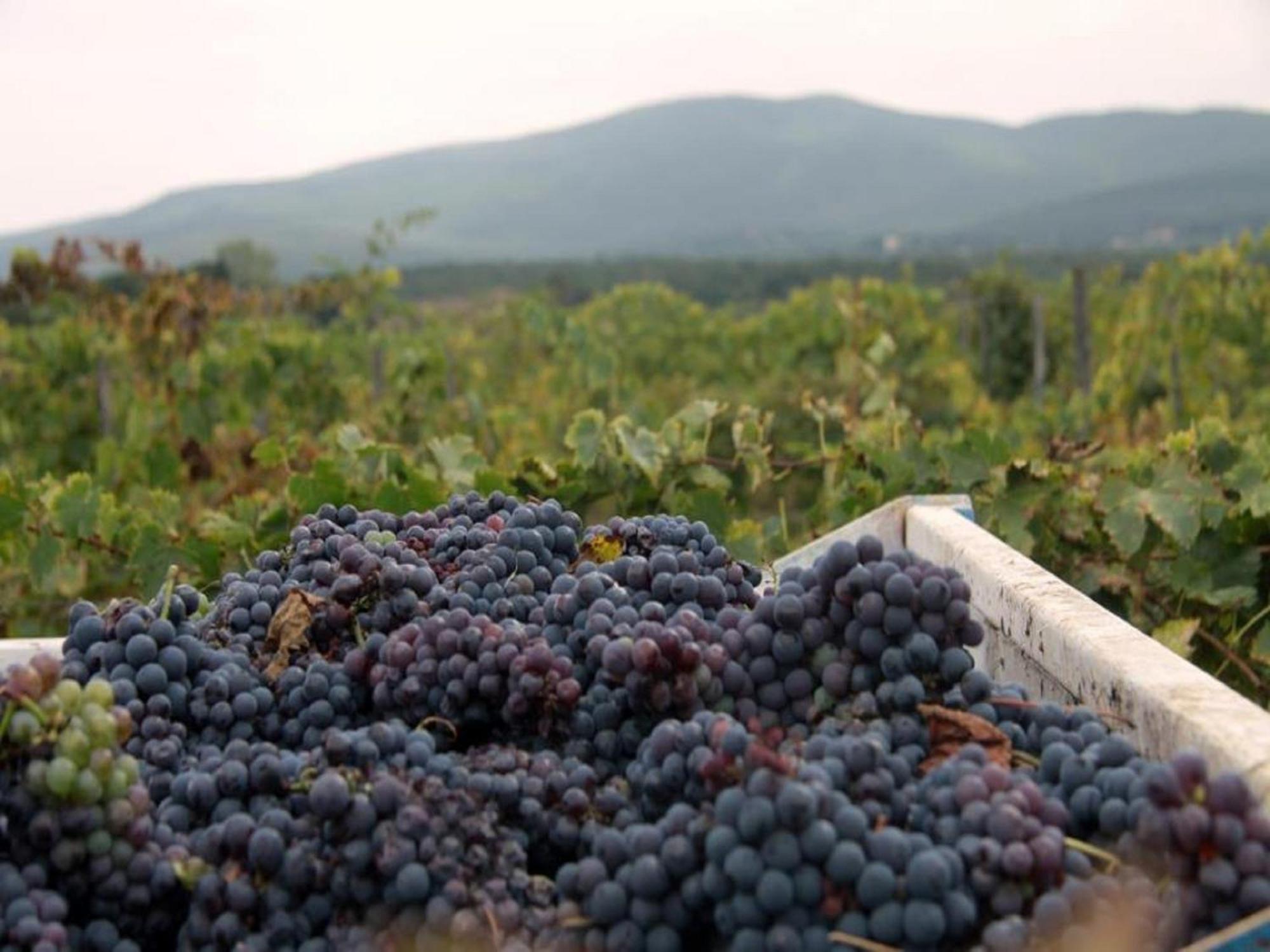 Agriturismo La Segolina Colle Val D'Elsa Kültér fotó