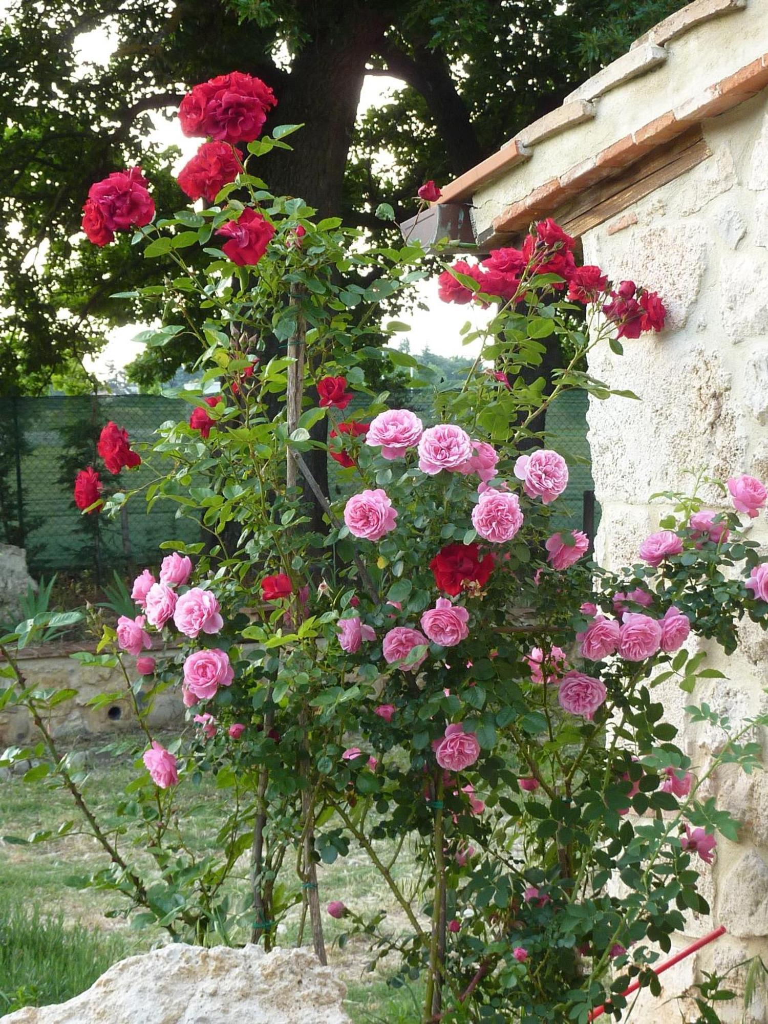Agriturismo La Segolina Colle Val D'Elsa Kültér fotó