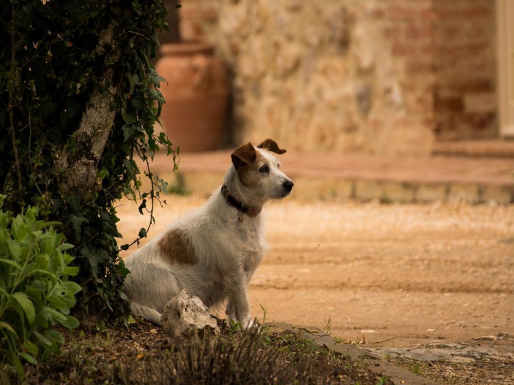 Agriturismo La Segolina Colle Val D'Elsa Kültér fotó