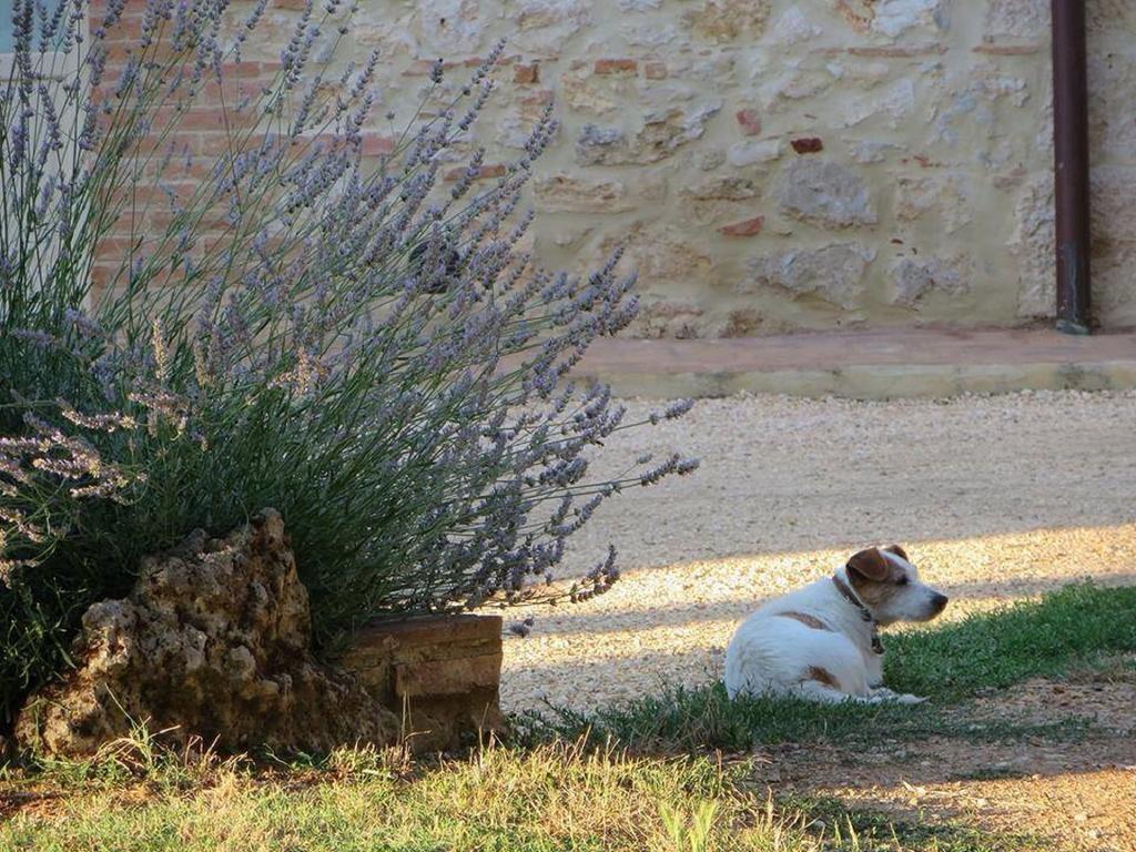 Agriturismo La Segolina Colle Val D'Elsa Kültér fotó